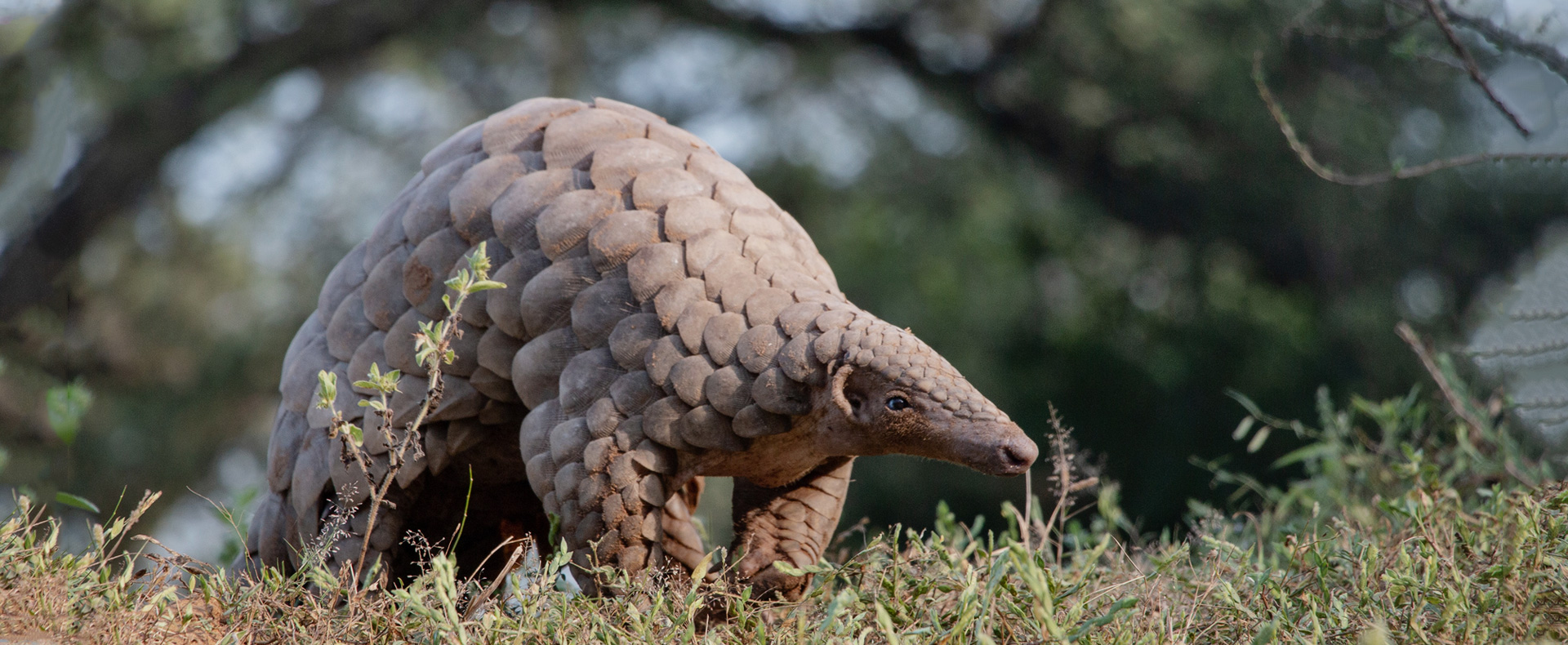 Liberia Wildlife Protection